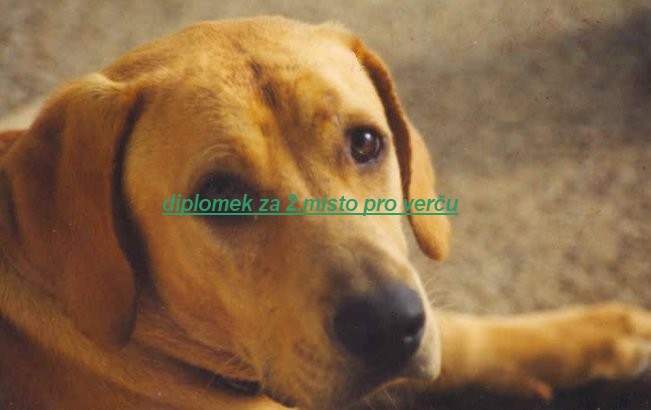 pejsek2.jpg